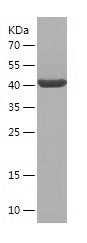    ADRA2A / Recombinant Human ADRA2A