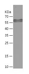    NeuroD1 / Recombinant Human NeuroD1