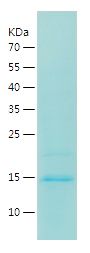 Recombinant Mouse  IL-15