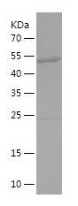    MTHFD1L / Recombinant Human MTHFD1L